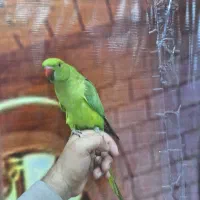 جوجه طوطی ملنگو|پرنده|نسیم‌شهر, |دیوار