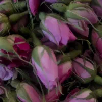 گل محمدی تر و غنچه تر  با قیمت مناسب