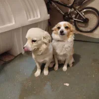 واگذاری سگ اشپیزپامر