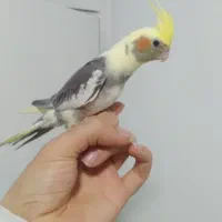 طوطی عروس هلندی سوپر رام و سخنگو ۲تا ۷ ماه|پرنده|قائمشهر, |دیوار