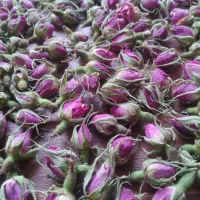 گل محمدی امسال تازه