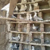 فروش کبوتر ساتن تمیز همه بزرگ تخم و جوجه دارن