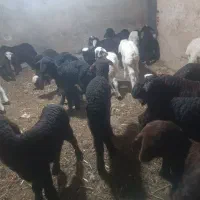 40راس بره ی شیری بار جدید|حیوانات مزرعه|آق قلا, |دیوار