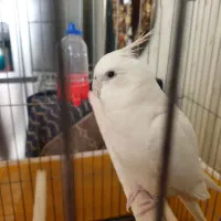 عروس هلندی گمشده|حیوانات|بروجرد, |دیوار