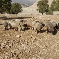 میش داشت|حیوانات مزرعه|دهدشت, |دیوار