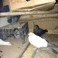 پرنده فروشی میرآباد کردشت|پرنده|ریگان, |دیوار