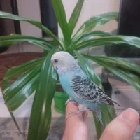 مرغ عشق دستی