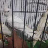 عروس تازه دونخور۳ماهه