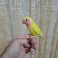 کوتوله برزیلی رام(دستی)|پرنده|گناباد, |دیوار