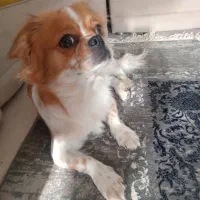 شیتزو سوپر فلت|سگ|شیراز, کیان آباد|دیوار