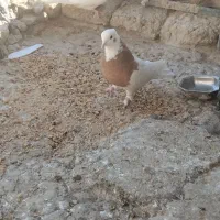 کبوتر طوقی|پرنده|هامون, |دیوار