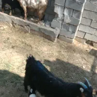 بز زاییده|حیوانات مزرعه|بهبهان, |دیوار