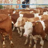 خریدوفروش گوساله های پرواری بانژادبالا|حیوانات مزرعه|اصفهان, احمدآباد|دیوار