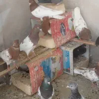 کبوتر