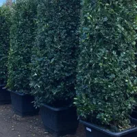 فروش یاس هلندی ( هرمی و پیوندی )