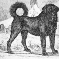 توله سگ عراقی