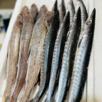 فروش ماهی به مناسبت ماه مبارک رمضان