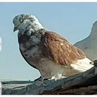 کفتر(خسته ازپرواز)