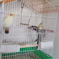 عروس هلندی به شرط جوجه