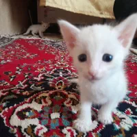 گربه سفید