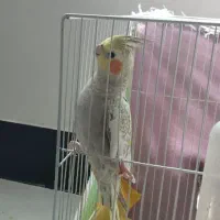 عروس هلندی ماده ۲ساله