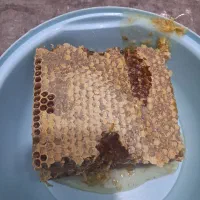 عسل صد درصد طبیعی|خوردنی و آشامیدنی|اسلام‌شهر, شهرک سعیدیه|دیوار