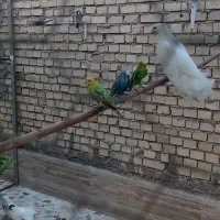 مرغ عشق|پرنده|باوی, |دیوار