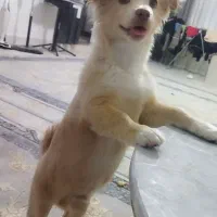 سگ شناسنامه دار