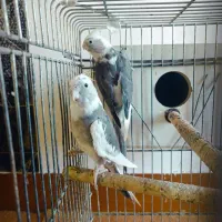 عروس هلندی ماده مست|پرنده|ویلکیج, |دیوار