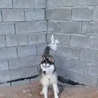 هاسکی چشم یخی