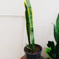 سانسووریای لب طلایی پایه بلند|گل و گیاه طبیعی|سرپل ذهاب, |دیوار