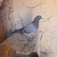 کفتر