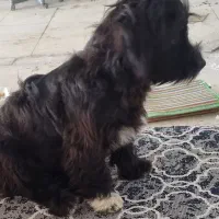 سگ پیدا شده