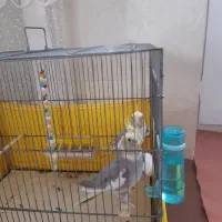 عروس هلندی|پرنده|وحیدیه, |دیوار