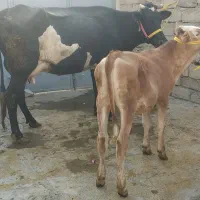 گاو گوساله تلیسه هلشتاین اصیل طلای ناب