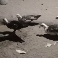 اردک ایسرایلی  اردک دورگه|حیوانات مزرعه|چاف و چمخاله, |دیوار