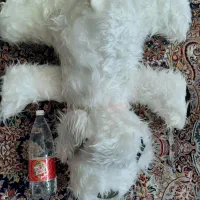 عروسک پولیشی سگ بزرگ با عروسک بزرگ نو