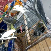 جوجه عروس هلندی سرلاکی