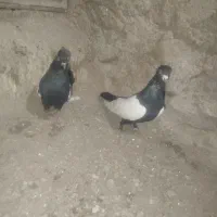 کفتر طوقی سینیی|پرنده|شاهین دژ, |دیوار