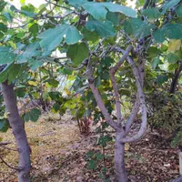 فروش خانه ویلایی ۲۲۲ متری در بهترین جای کهک|فروش خانه و ویلا|قم, آزادگان|دیوار