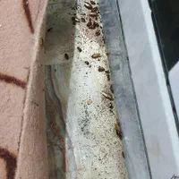 سمپاشی صدراریشه کنی موریانه|خدمات نظافت|زاهدان, |دیوار