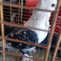 کفتر زینتی و بدون غلط|پرنده|خاوران, |دیوار