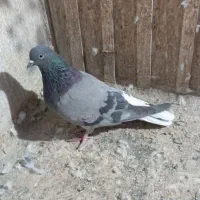 کفتر پرشی