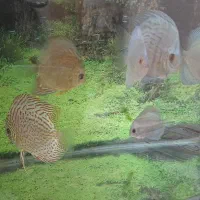 6 عدد ماهی دیسکس از سایز 4 تو اور سایز