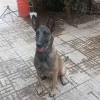 سگ مالینویز  ماده