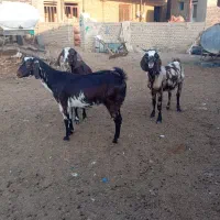 سه راس بز جوان داشتی|حیوانات مزرعه|گنبد کاووس, |دیوار