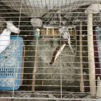 مرغ عشق|پرنده|سردشت, |دیوار