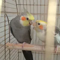 عروس هلندی گم شده
