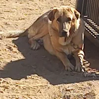 توله پژدر|سگ|شازند, |دیوار