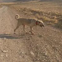 سگ گمشده پژدر|حیوانات|شازند, |دیوار